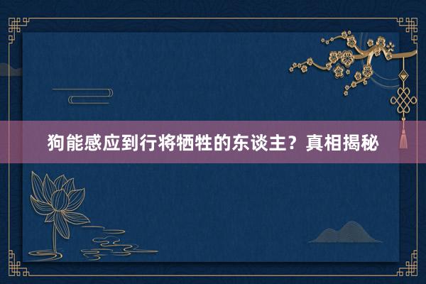 狗能感应到行将牺牲的东谈主？真相揭秘